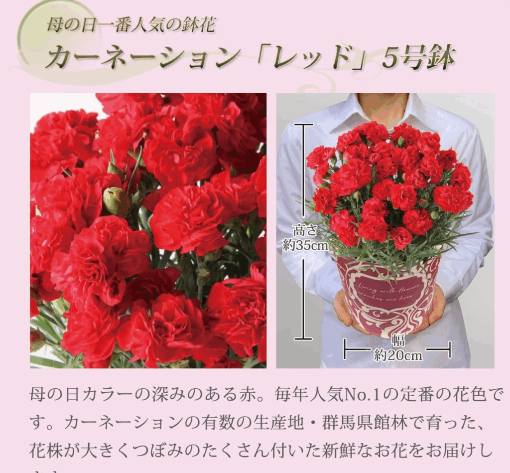 【レビュー】Amazonで買った!母の日 カーネーション 鉢植え ギフトの体験談
